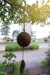 Pine cone in warm light. Close up.