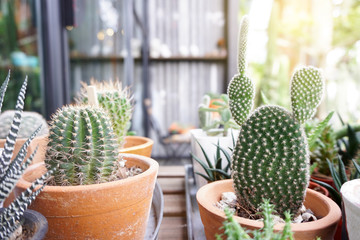 Small cactus in a flowerpot. Close up.