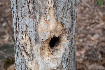 Woodpecker hole abandoned for winter.