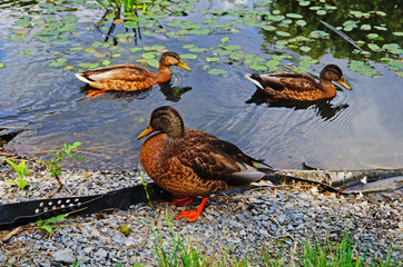 A duck with brown, white and black feathers sits on a lake on a sunny summer day