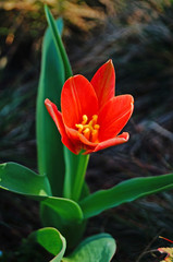 Tulip flower and bud with delicate red and yellow petals on a green stem on a sunny spring day