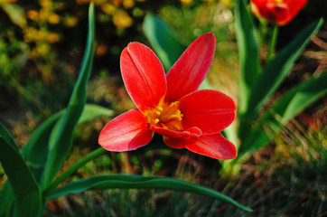 Tulip flower and bud with delicate red and yellow petals on a green stem on a sunny spring day