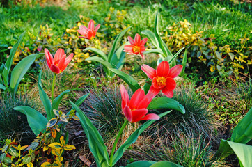 Tulip flower and bud with delicate red and yellow petals on a green stem on a sunny spring day