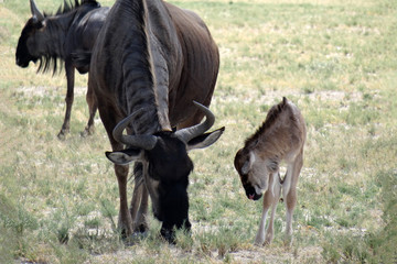 Connochaetes taurinus taurinus