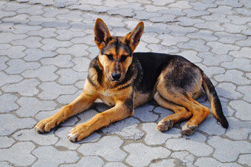 A dog with black-brown hair lies on the paving slabs on a sunny summer day