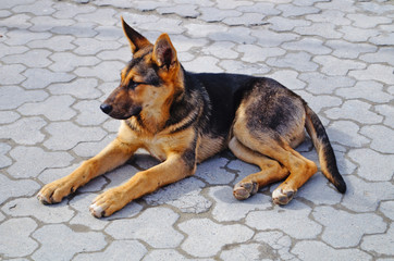 A dog with black-brown hair lies on the paving slabs on a sunny summer day