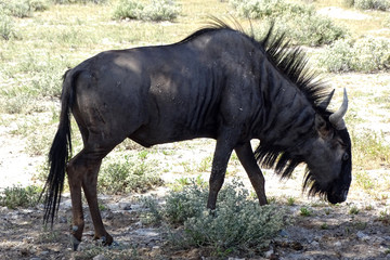 Connochaetes taurinus taurinus