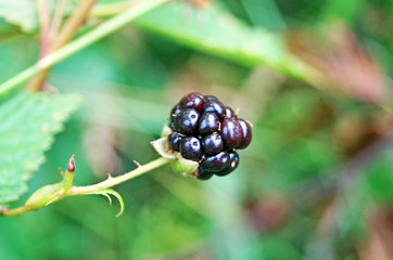 Blackberry branch with juicy black berries and green leaves in a clearing in the forest