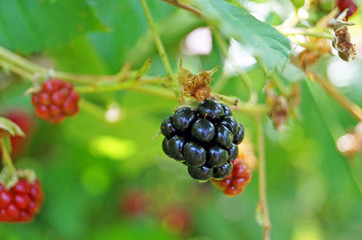 Blackberry branch with juicy black berries and green leaves in a clearing in the forest