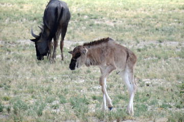 Connochaetes taurinus taurinus