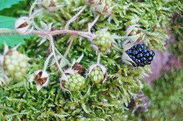 Blackberry branch with juicy black berries and green leaves in a clearing in the forest