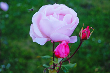 Flower and rose bud with delicate pink petals on a branch with green leaves in the flowerbed