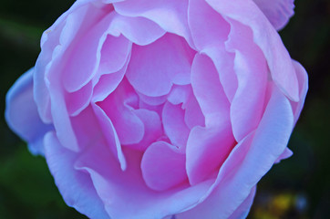 Flower and rose bud with delicate pink petals on a branch with green leaves in the flowerbed