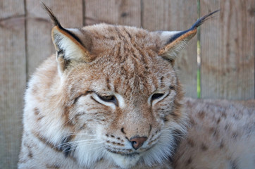 A wild lynx with furry beige brown fur sits in a cage at the zoo