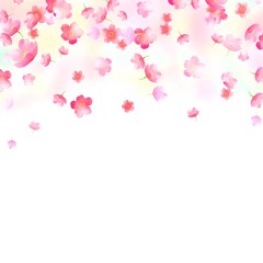 white background with sakura
