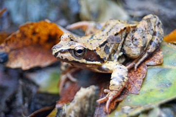 Forest frog with wet shiny skin sits on yellow leaves in the forest