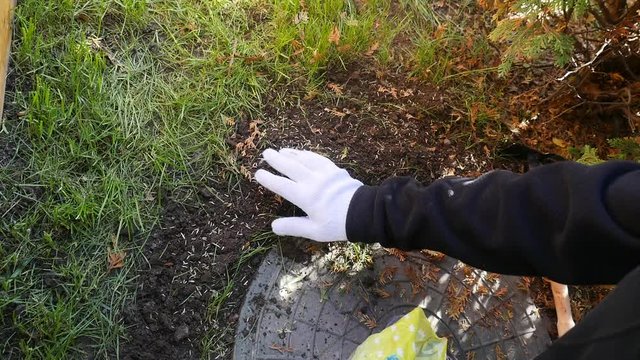 Gardener sows lawn seeds in the garden around the manhole
