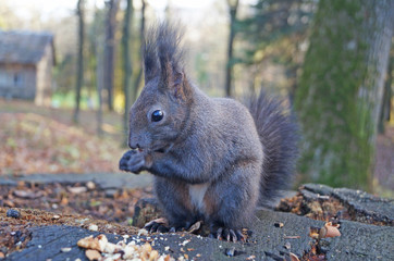 Squirrel with black fluffy fur sits on a stump covered with green moss in the park