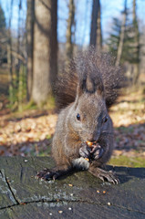 Squirrel with black fluffy fur sits on a stump covered with green moss in the park