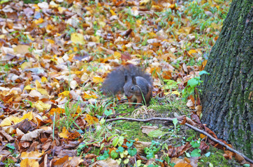 Squirrel with black fluffy fur sits on a stump covered with green moss in the park