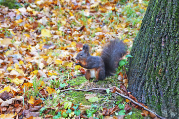 Fototapeta premium Squirrel with black fluffy fur sits on a stump covered with green moss in the park