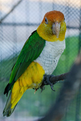 White-bellied parrot, pionites leucogaster, adult standing on branch