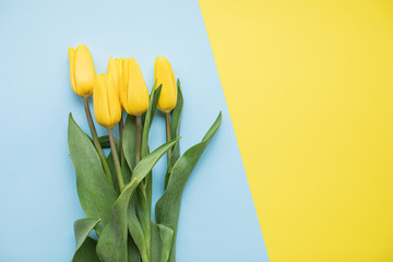 Beautiful yellow tulips on multicolored paper backgrounds with copy space. Spring, summer, flowers, color concept, women's day