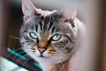 Cat with blue eyes
