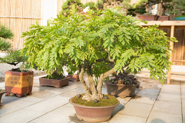 Fototapeta na wymiar Wisteria bonsai in the basin garden of Nantong, China