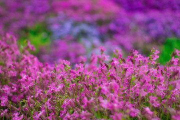 Fototapeta premium 芝桜