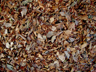 fallen leaves