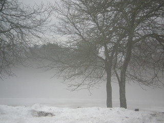 Snow fog with trees