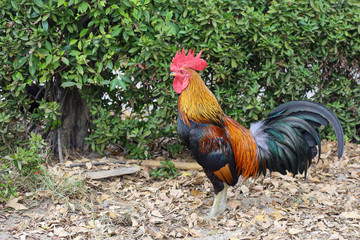 The fighting cock is beautiful in garden at thailand