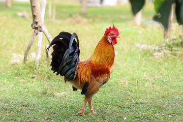 The fighting cock is beautiful in garden at thailand