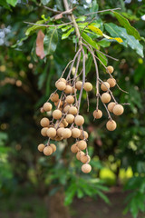 The golden longan is mature in the tree