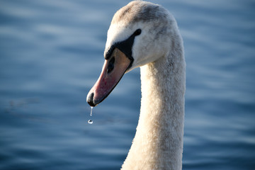 Swan