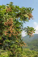 The golden longan is mature in the tree
