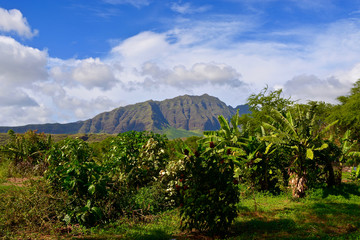Kahumana Organic Farm Waianae Oahu in Hawaii - HNL