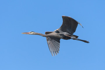 Found in most of North America, the Great Blue Heron is the largest bird in the Heron family.