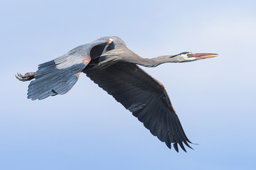 Found in most of North America, the Great Blue Heron is the largest bird in the Heron family.