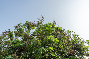 The golden longan is mature in the tree