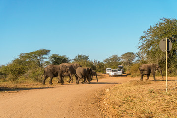 Elephants crossing road in front of tourists' car in Kruger National Park, South Africa