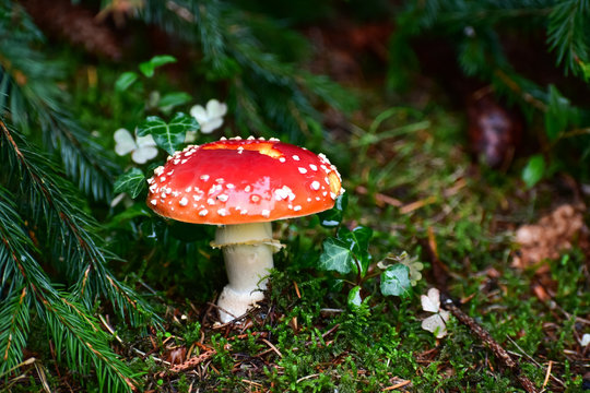 Agarico 이미지 – 찾아보기 250 스톡 사진, 벡터 및 비디오 | Adobe Stock