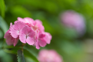 Fototapeta premium 鎌倉 あじさい