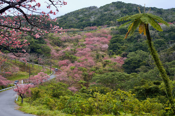 琉球桜｜沖縄本島