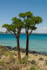 Palmier de Madagascar sur une île des Mitsio à Madagascar.