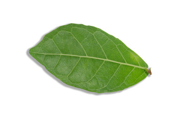 Fototapeta na wymiar Green leaves against a white patterned background