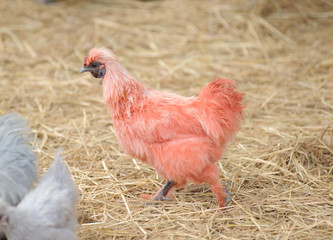 Silky Chicken pink color walking in farmyard