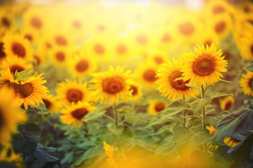 Obraz premium Hot Sunflower flowers with the golden light of the sunset
