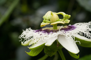 Gros plan d'une fleur de grenadille (Passiflora edulis) sur l'île de La Réunion.